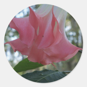Adesivo fim do rosa da trombeta dos anjos 205a