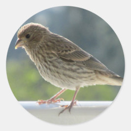 Adesivo Finch no Sol da Manhã.