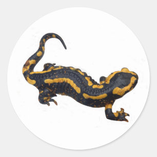 Adesivo Fire Salamander Sticker