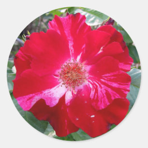 Adesivo Firecracker Rosa ~ Solteiro Bloom