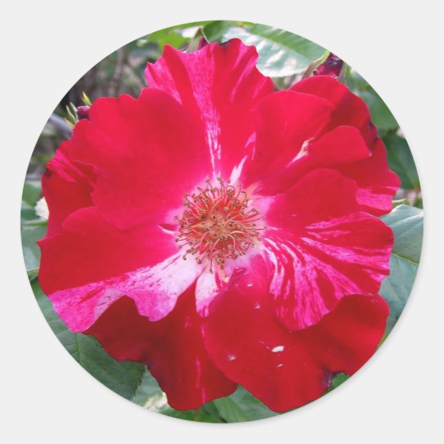 Adesivo Firecracker Rosa ~ Solteiro Bloom (Frente)