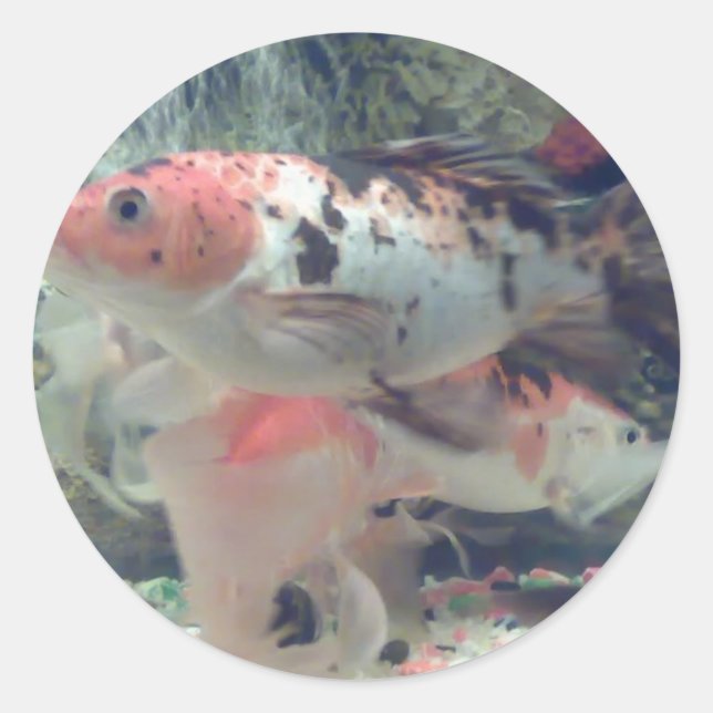 Adesivo Fish Koi Round Sticker (Frente)