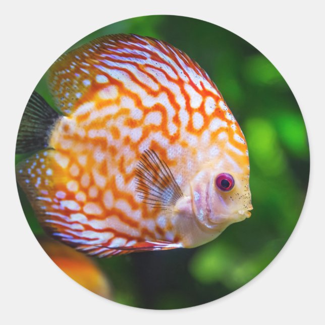 Adesivo fishie goldie (Frente)