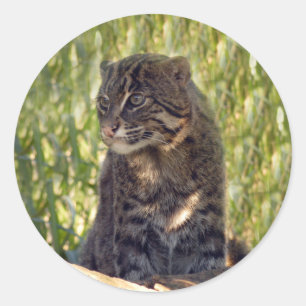 Adesivo FishingCat007