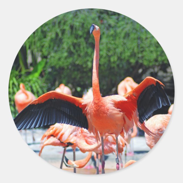 Adesivo Flamingo Round Sticker (Frente)