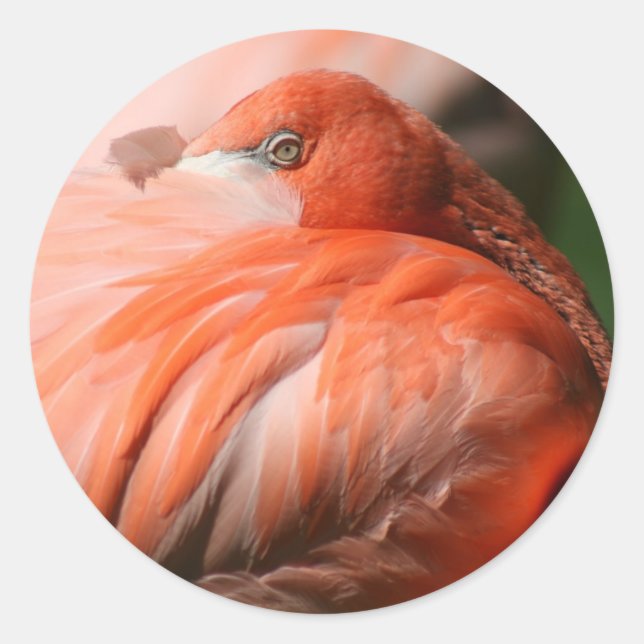 Adesivo Flamingo Sticker (Frente)