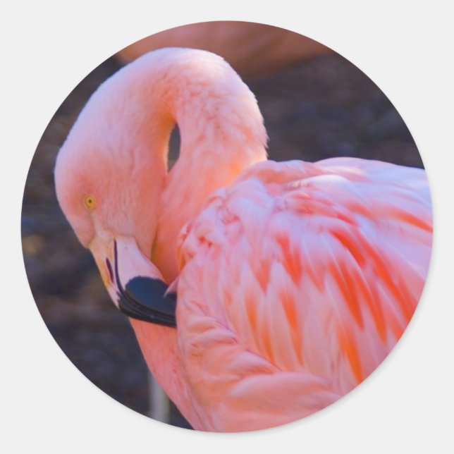 Adesivo Flamingo Sticker (Frente)