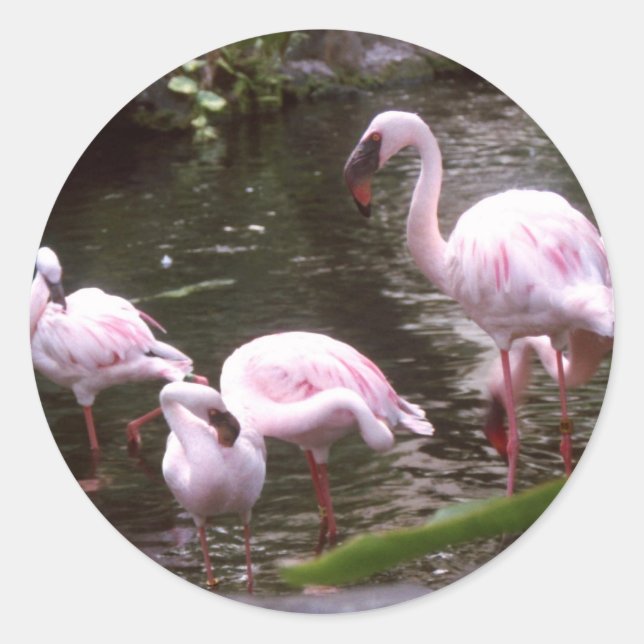 Adesivo flamingos 1 (Frente)