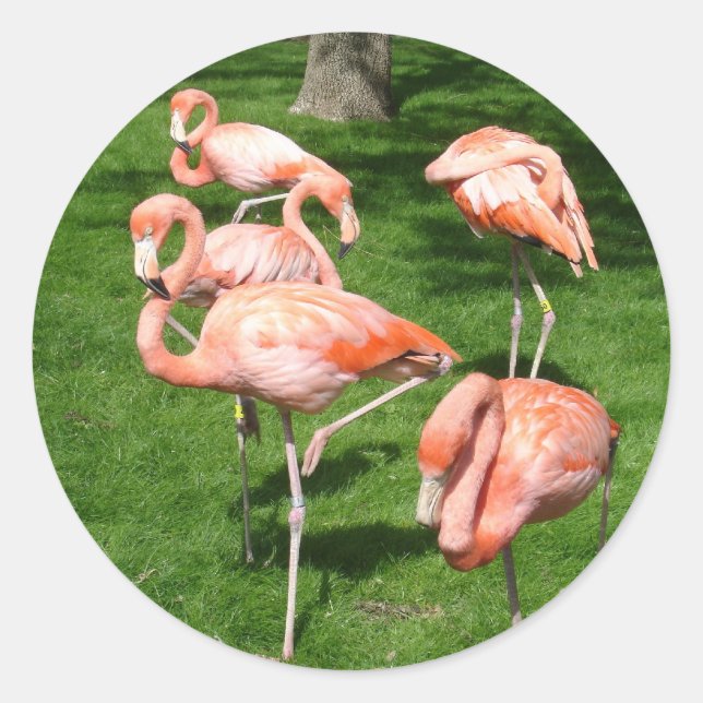 Adesivo Flamingos Rosa (Frente)