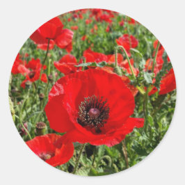 Adesivo Flandres Poppy Sticker