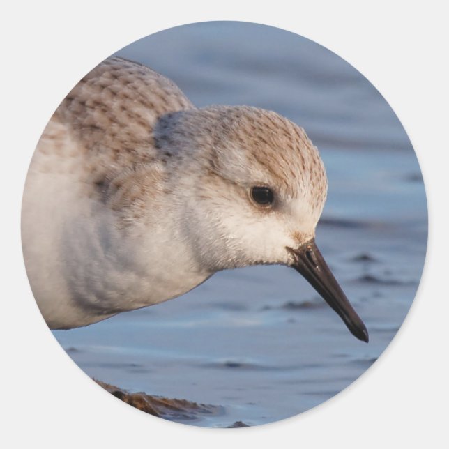 Adesivo Flautista de Sanderling Strolls Wintry Beach (Frente)