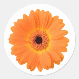 Adesivo Flor alaranjada brilhante da margarida do Gerbera