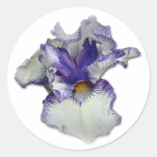 Adesivo Flor azul e branca da íris farpada