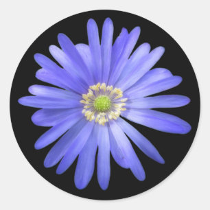 Adesivo Flor azul elegante da anêmona
