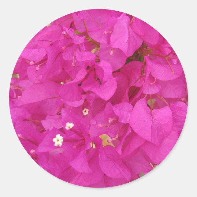 Adesivo Flor Bougainvillea rosa (Grécia) (Frente)