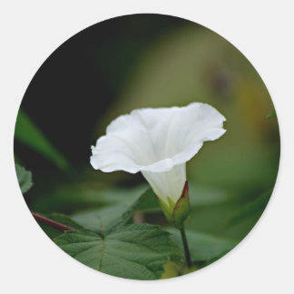 Adesivo Flor branca