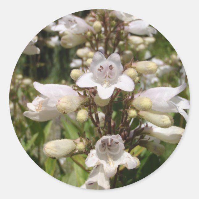 Adesivo Flor Branca (Frente)