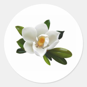 Adesivo flor branca da magnólia