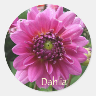 Adesivo Flor cor-de-rosa da dália