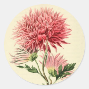 Adesivo Flor cor-de-rosa do crisântemo do vintage