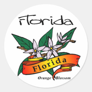 Adesivo Flor da laranja da flor de estado de Florida