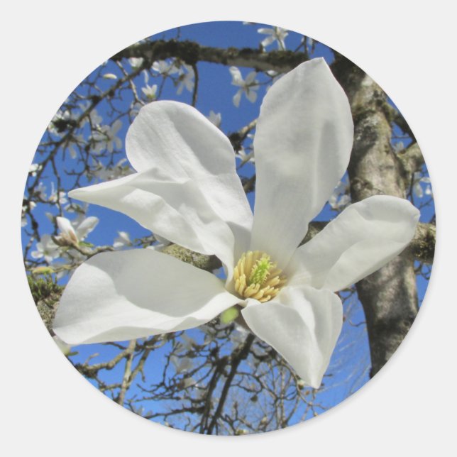 Adesivo Flor da Magnolia Branca em Árvore. (Frente)