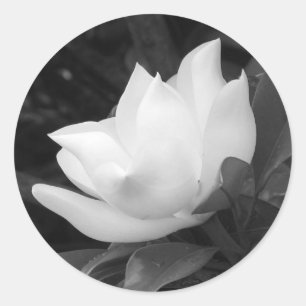 Adesivo Flor da magnólia do sul