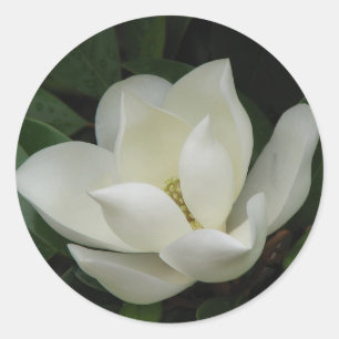 Adesivo Flor da magnólia do sul