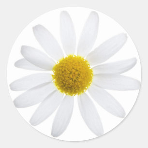 Adesivo Flor da margarida