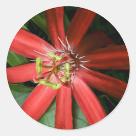 Adesivo Flor da Paixão Vermelha