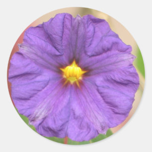 Adesivo Flor da veste de veludo