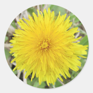 Adesivo Flor Dandelion Ortod