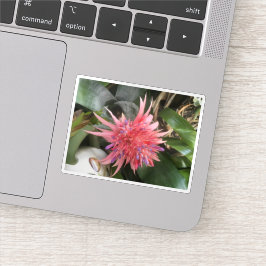Adesivo Flor de Bromelia