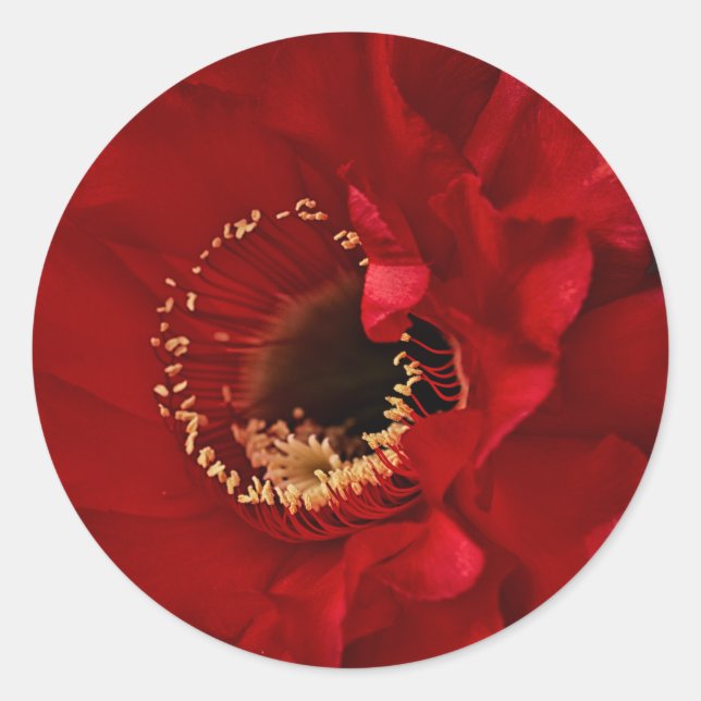 Adesivo Flor de cacto (Frente)