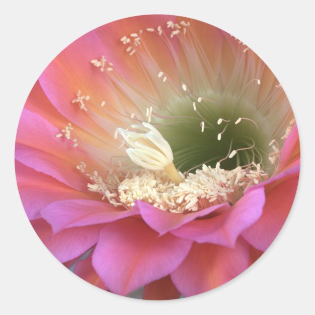 Adesivo Flor de cacto rosa no deserto (Frente)