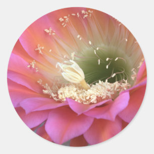 Adesivo Flor de cacto rosa no deserto