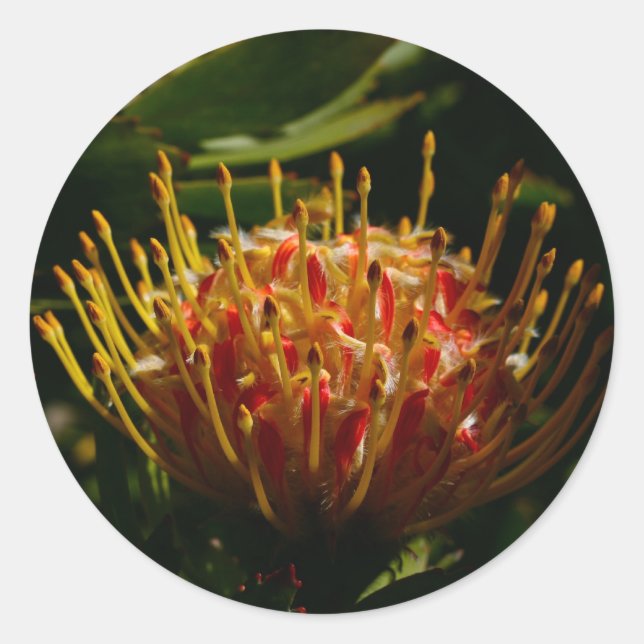 ADESIVO FLOR DE CACTUS EXÓTICO LARANJA (Frente)