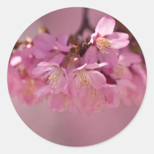 Adesivo Flor de Cerejeira Fonte Termal 2012 Roupas & Pre