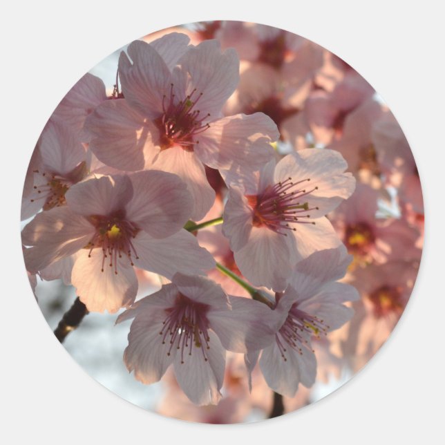 Adesivo Flor de Cerejeira: Japão (Frente)