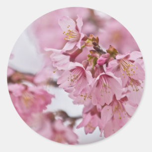 Adesivo Flor de Cerejeira Sakura Rosa Pálido