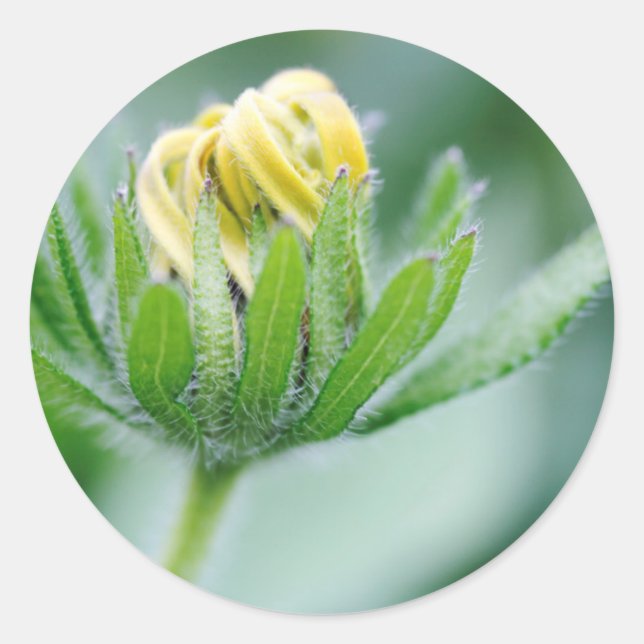 Adesivo Flor de Cone Flower em Flor (Frente)