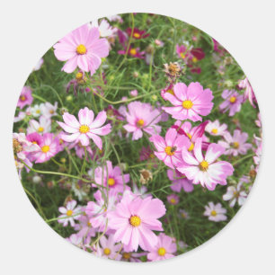 Adesivo Flor de Cosmos (Bidens Formosa). Kirkwood