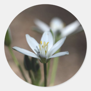 Adesivo Flor de Estrela--Bethlehem (umbellatum do