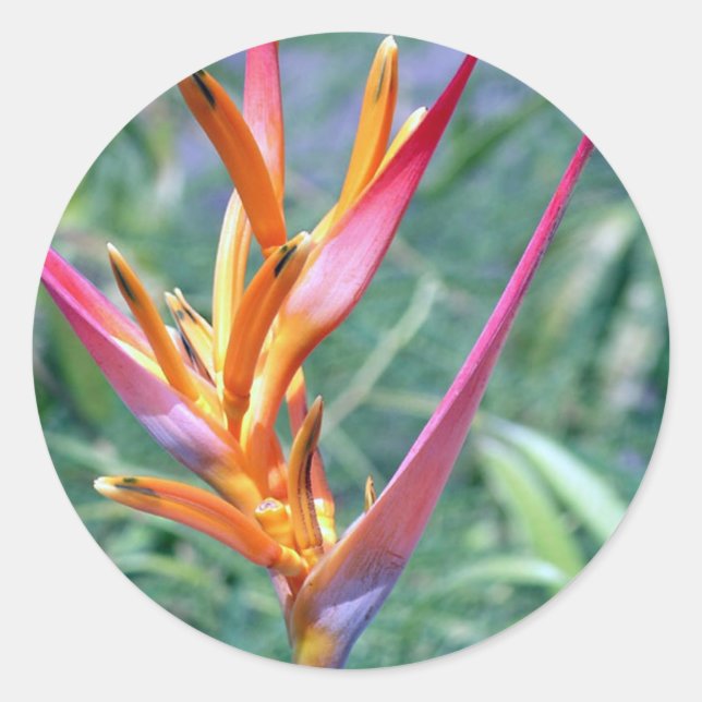 Adesivo Flor de Heliconia Havaiana Avançado (Frente)