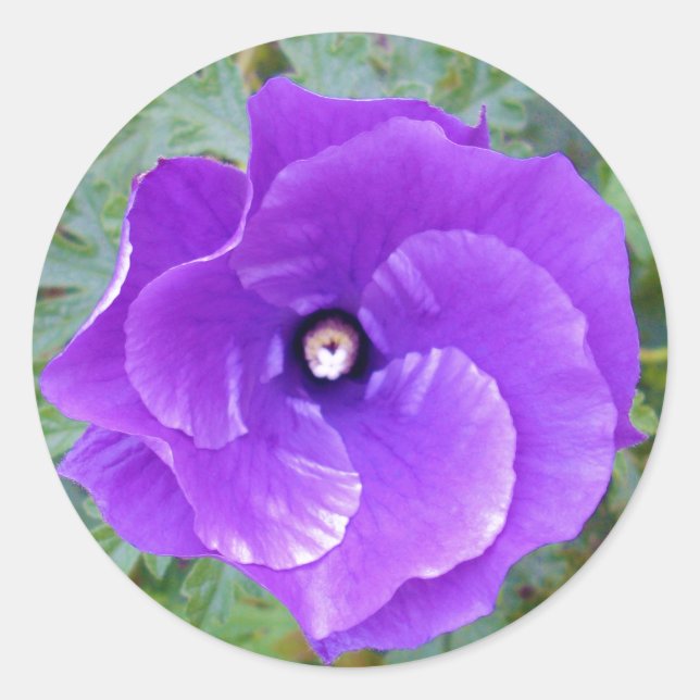 Adesivo Flor De Hibisco Roxo Profundo, (Frente)