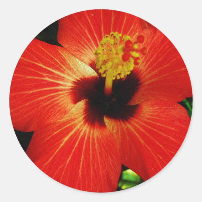 Adesivo Flor de Hibiscus Vermelho Brilhante (Frente)
