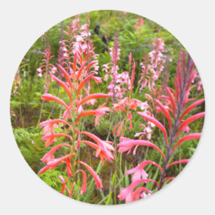 Adesivo Flor de Lírio Bugle (Watsonia), Cabo Oriental