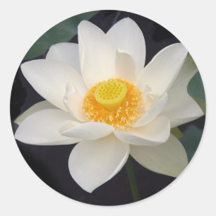 Adesivo Flor de Lotus