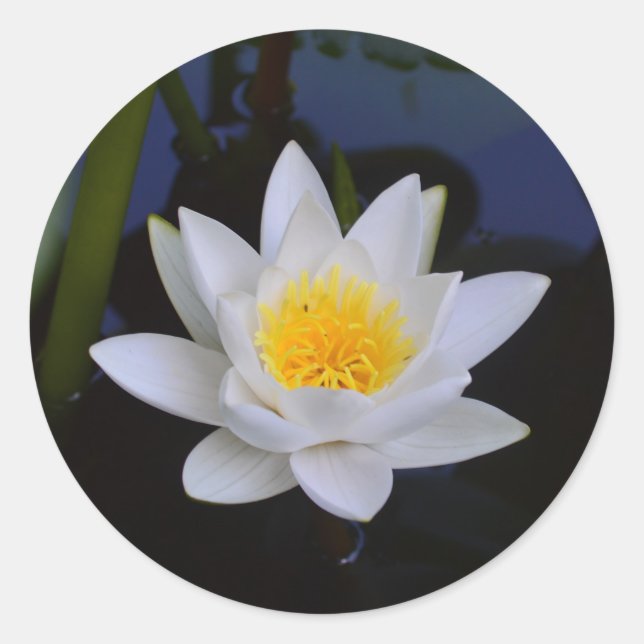 Adesivo Flor de Lotus Branco (Frente)