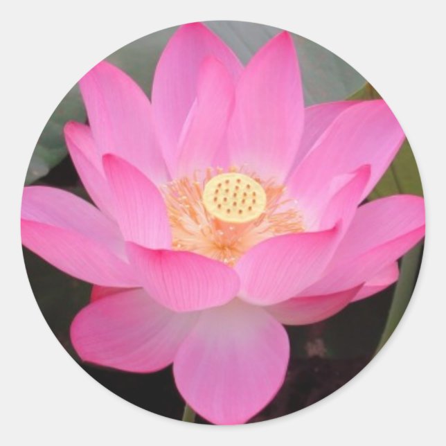 Adesivo Flor De Lotus Rosa No Sangue (Frente)